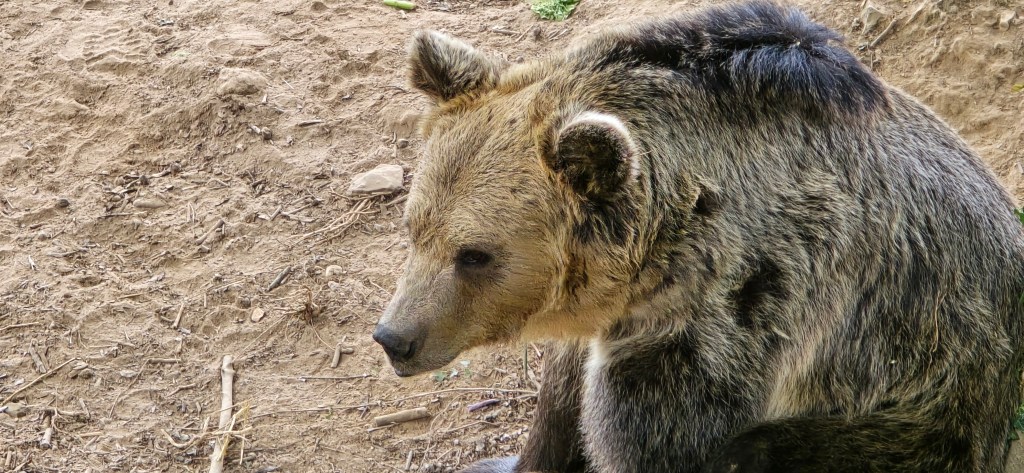 A beautiful day out at Wild Wood in&nbsp;Devon!